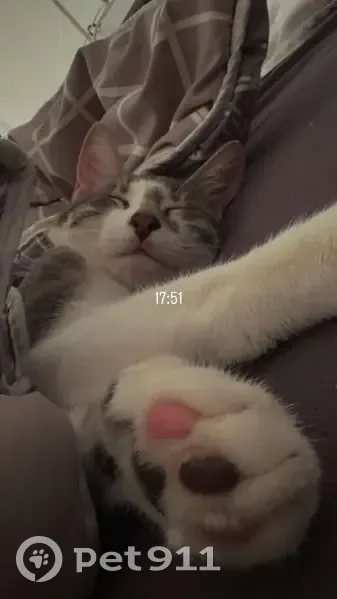 Chat perdu à Marly, tache sur le nez - photo