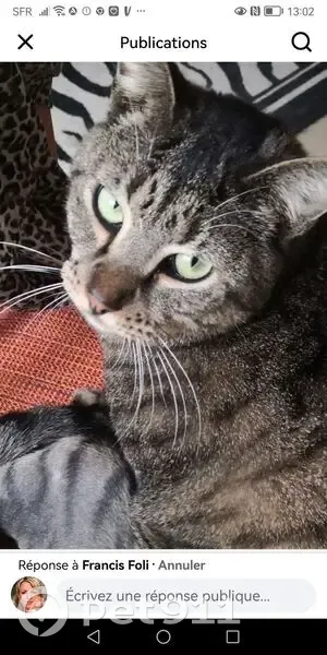 Chat perdu : Solea, tigré gris, Vernon - photo