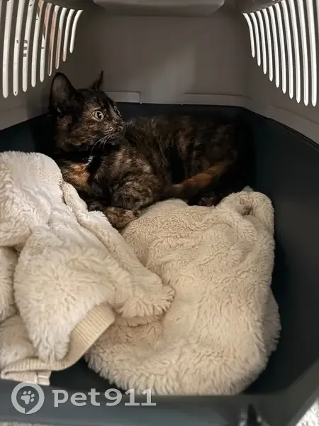 Chatte écaille de tortue perdue à Gonesse - photo