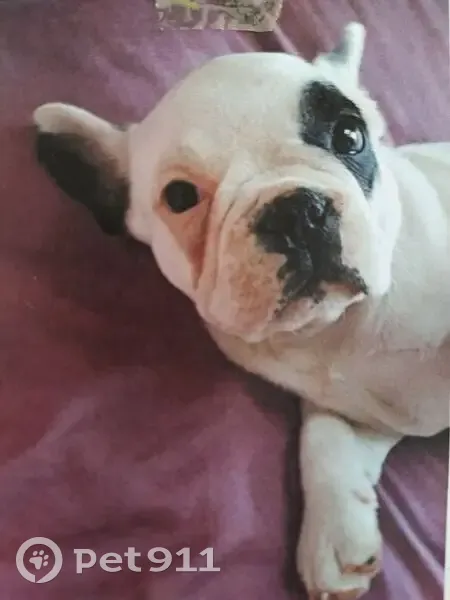 Bouledogue Agathe perdue à Magagnosc - photo