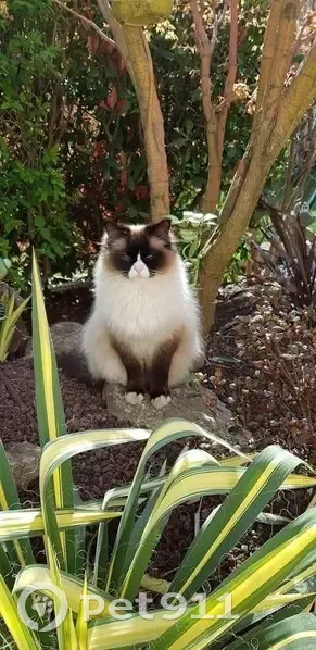 Chat Ragdoll perdu à Messimy - Otone - photo
