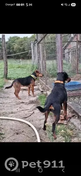 Chienne Jagd Terrier perdue, pucée, Nouvelle-Aquitaine - photo