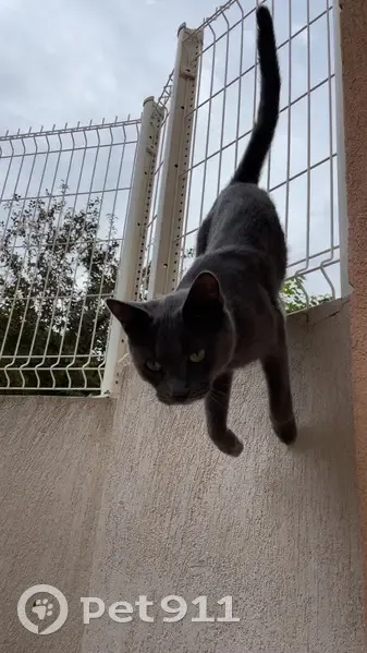 Chat gris perdu, type Chartreux, Toulon - photo