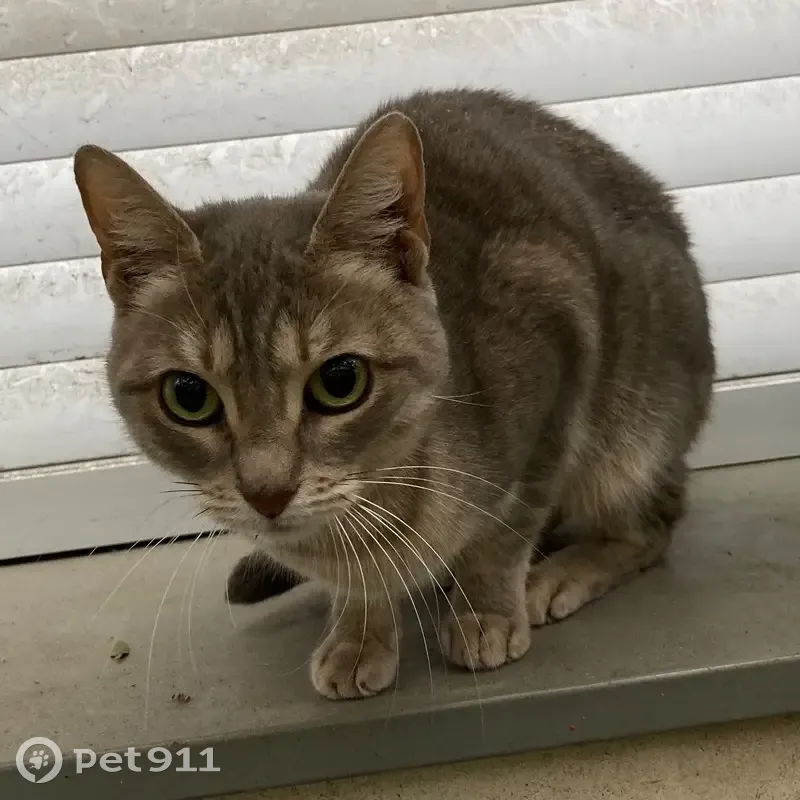 Chatte grise/beige trouvée à Paris - photo