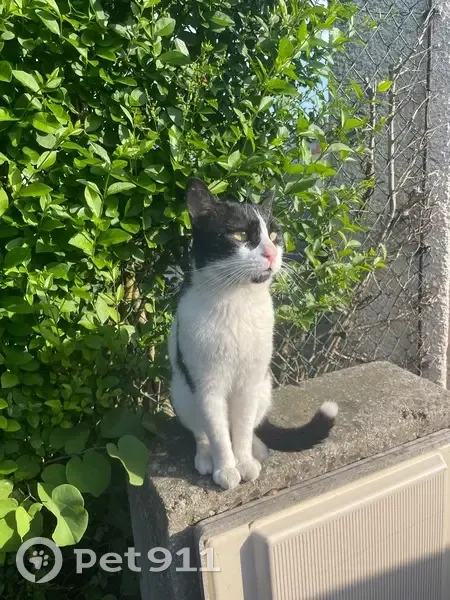 Chat perdue, tache queue/menton, Clamart - photo