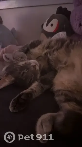 Chatte Luna perdue à Bondy, yeux verts - photo