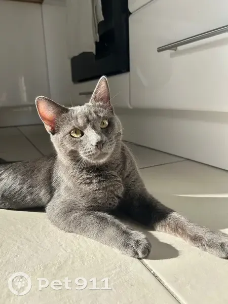 Chat perdu : Eren, gris, yeux verts, Toulon - photo
