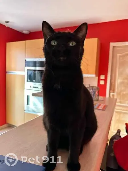 Chatte noire Taïga perdue à Saint-Laurent - photo