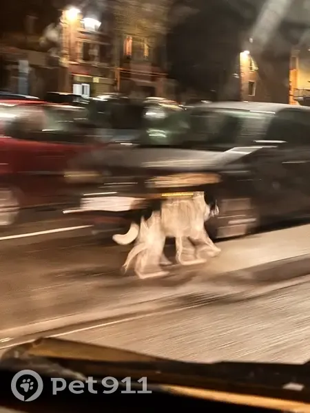 Chien peureux trouvé à Maclas - photo