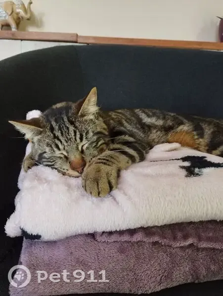 Chatte perdue, tigrée marron et gris, Esches - photo
