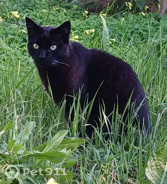 Chat noir Titou perdu à Toulon, fragile - photo