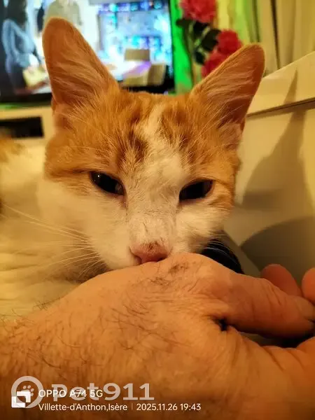 Chatte rousse et blanche trouvée à Villette - photo