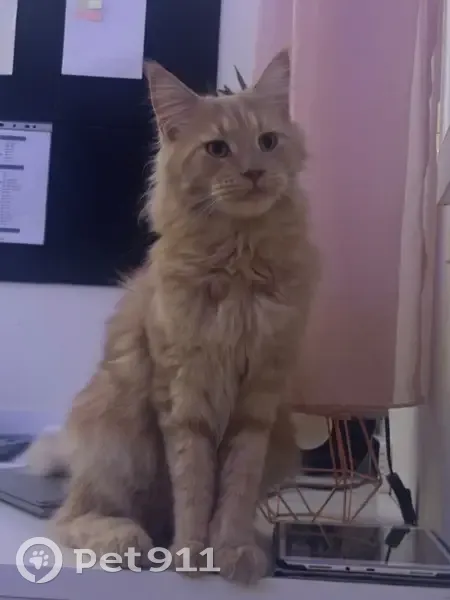 Chat roux volé à Mauguio, aidez SVP - photo