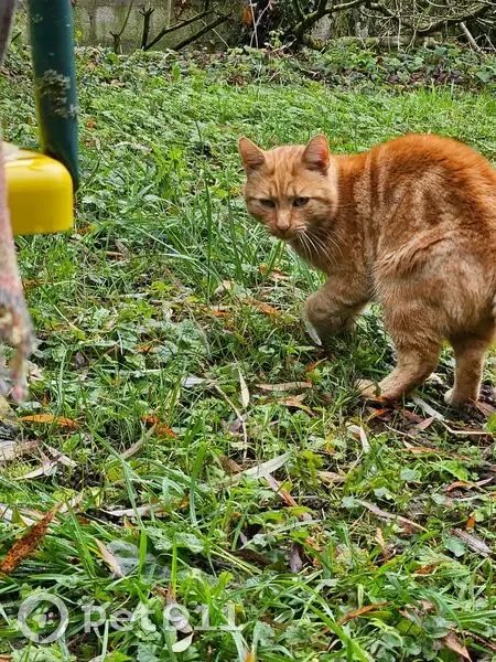 Chatte rousse trouvée à Faissault - photo