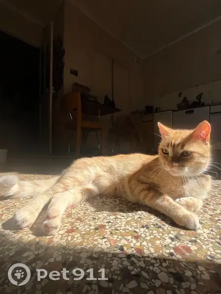 Chat roux Billy perdu à Nantes - photo