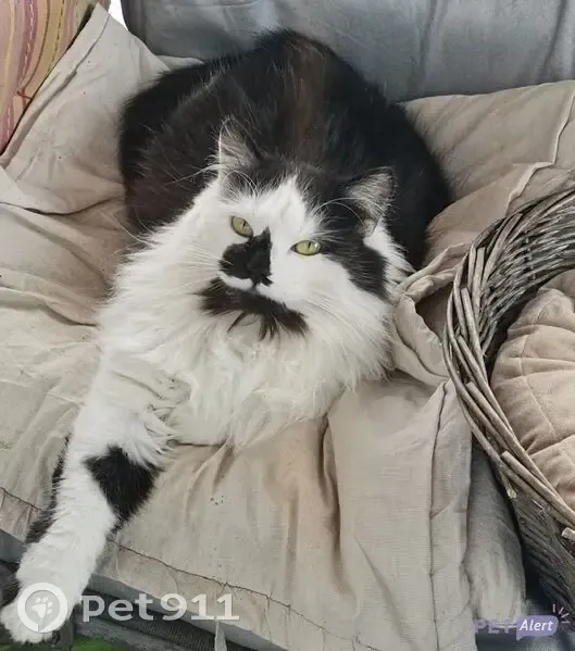 Chatte perdue à Saint-Quentin-Fallavier - photo