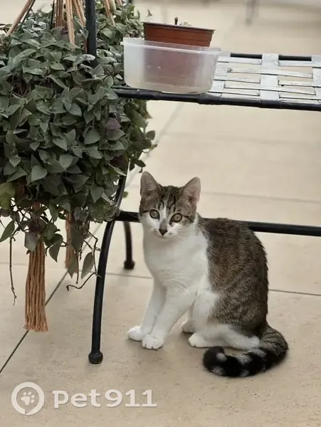 Chat perdu à l'Estaque, contactez-nous ! - photo