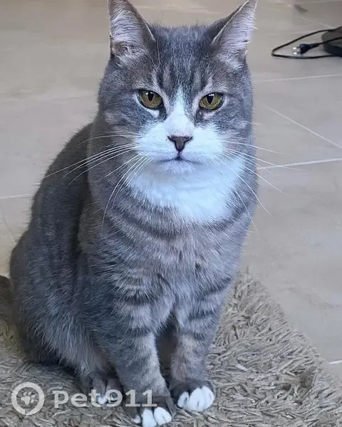 Chat perdu : Maceo, tigré gris, Fort-de-France - photo