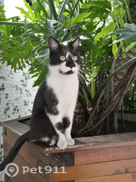 Chat perdue, tache nez, Route de Massy - photo