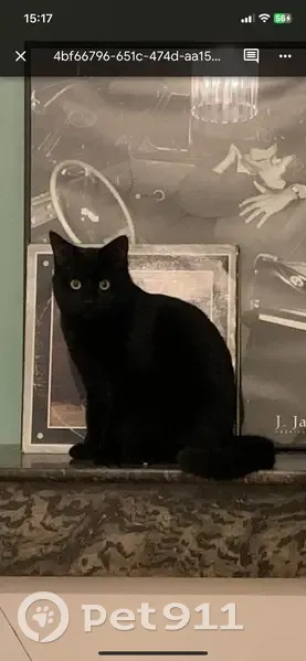 Chat noir perdu, yeux verts, Rue René Béchepay - photo