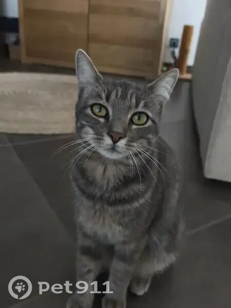Chatte perdue : Filoute à Clarensac - photo