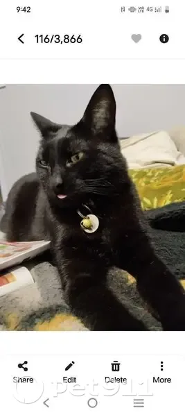 Lost Black Cat Middy: Gold Collar & Bell - photo