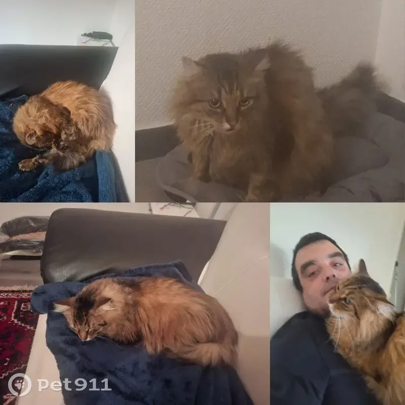 Chat perdu : Mani, 8 ans, boîte à droite - photo