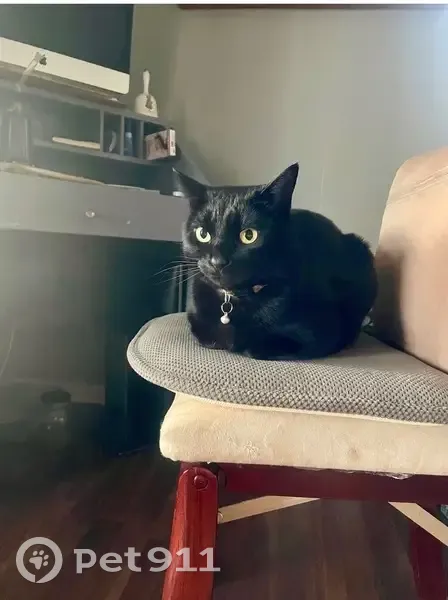 Lost Black Cat: Kitty with Ear Scar - photo