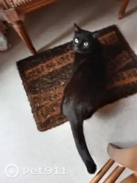 Chat noir craintif perdu à Arras - photo