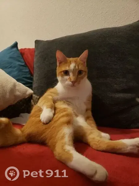 Chat roux sociable perdu à Marseille - photo