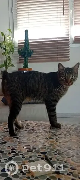Chat gris tigré sans queue perdu à Marseillan - photo