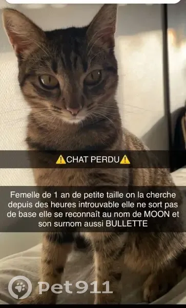 Chatte Tigrée Perdue à Molsheim - photo