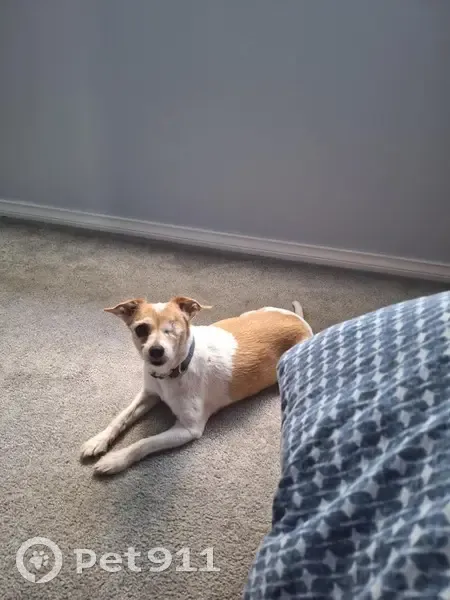 Missing: 12-Yr-Old One-Eyed Foxy Dog - photo