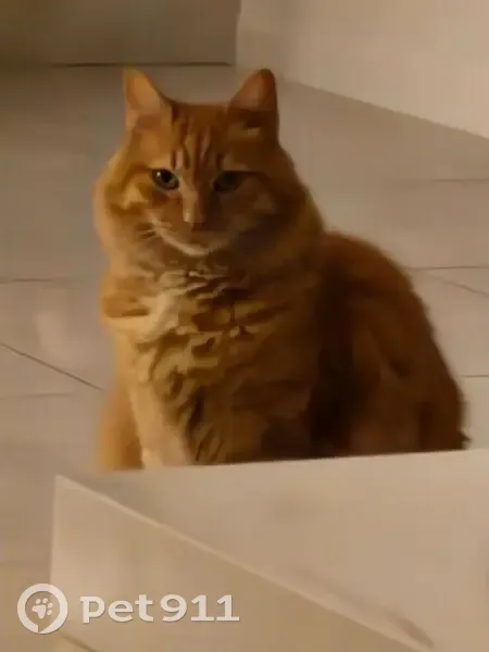 Chat roux tigré perdu à Toulon - photo