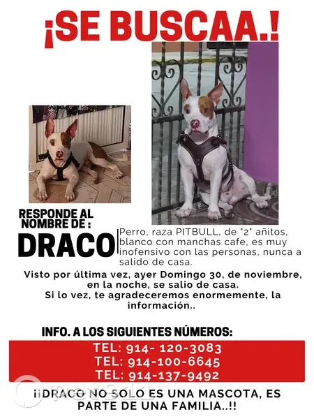 Pitbull Perdido en Nacajuca: Blanco con Manchas - photo
