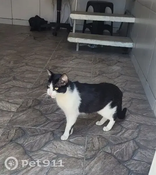 Gato encontrado - photo