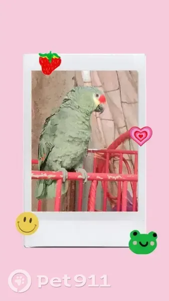 Perico Robado en Sayula de Alemán, Ver. - photo