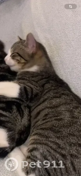 ¡Ayuda! Gato Gris Perdido en Cala de Bou - photo