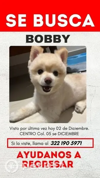 Perro Perdido en Puerto Vallarta: Cojea y Tiene Tatuajes - photo