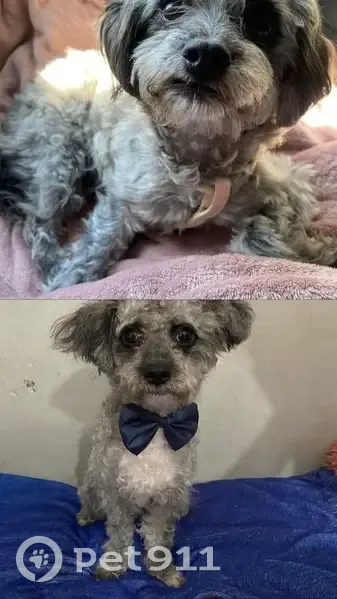 ¡Perros Perdidos! Cachorros French-Chihuahua - photo