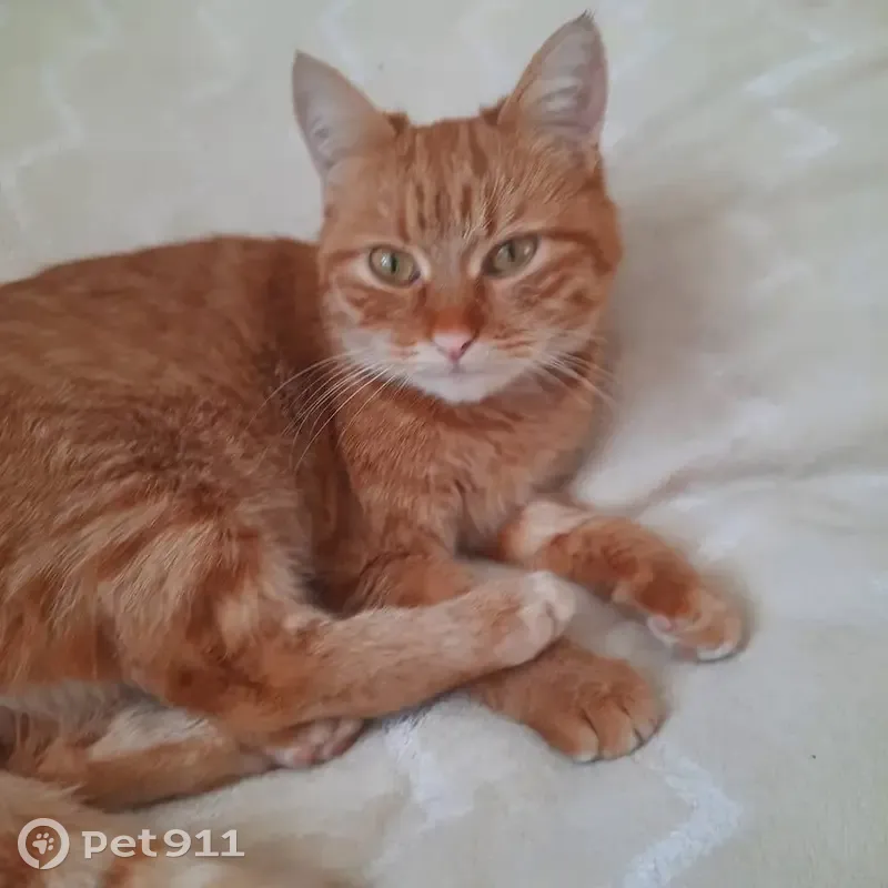 Зникла руденька кішка Лася, Хмельницький - photo