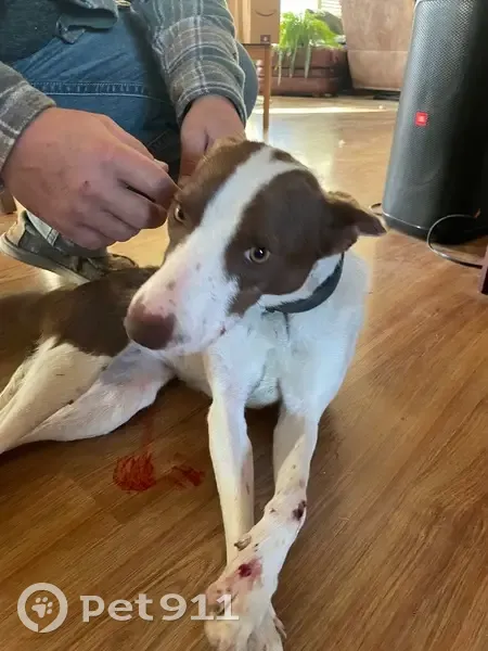 Found: Sweet White & Brown Puppy in Elko - photo