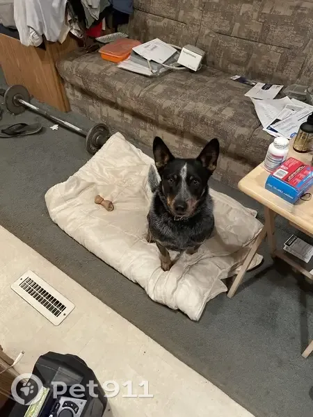 Found Dog: Black & Grey with Brown Dots - photo