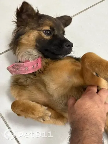 Cachorro encontrado - photo