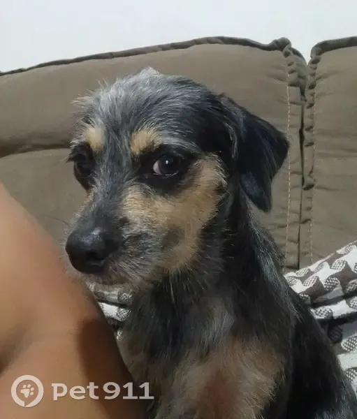 Cachorro perdido Fêmea (brl001883) - photo