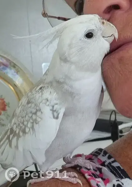 Help Find Bobo: Missing Cockatiel - photo