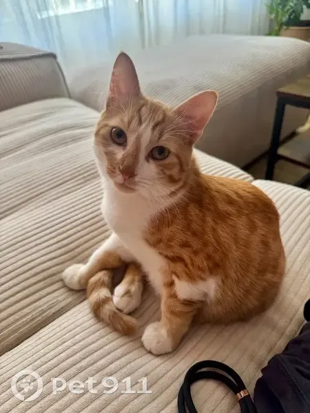 Chat perdu : Ruben, jeune et peureux, St-Raph - photo