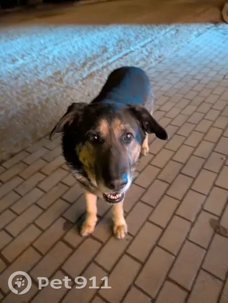 Знайдена собака: шукаємо тимчасовий прихисток - photo