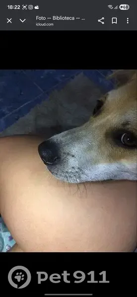 Cachorro perdido - photo