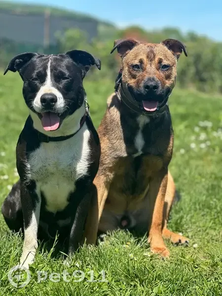 Chiens perdus: Arko & Falcko à Ladoix - photo